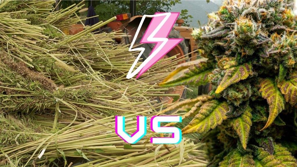 Flower vs Trim vs Biomass: Does the Quality of CBD Source Material Matter?